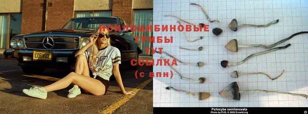 сатива Кукмор